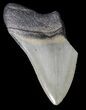 Partial, Serrated Megalodon Tooth - Georgia #41576-1